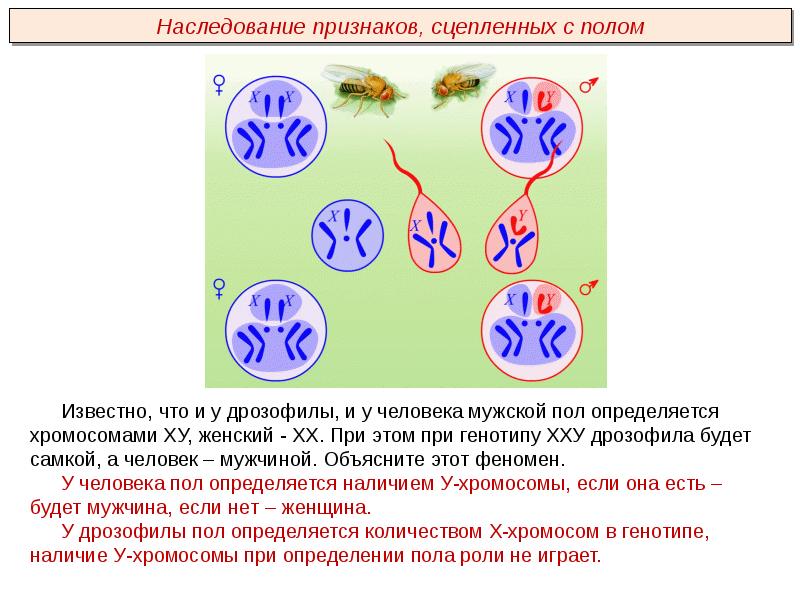 Презентация определение пола