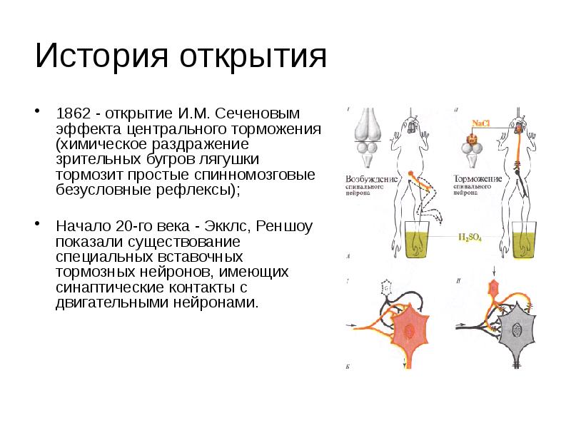 Центральное торможение физиология