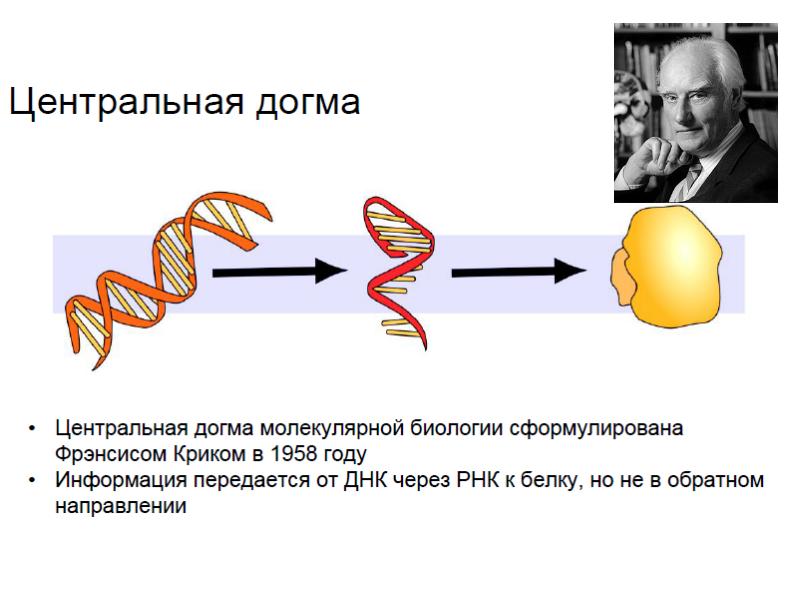 Курсы молекулярной биологии. Центральная Догма молекулярной биологии. Догма молекулярной биологии. Шведским молекулярным биологом Джонасом Фрисеном.