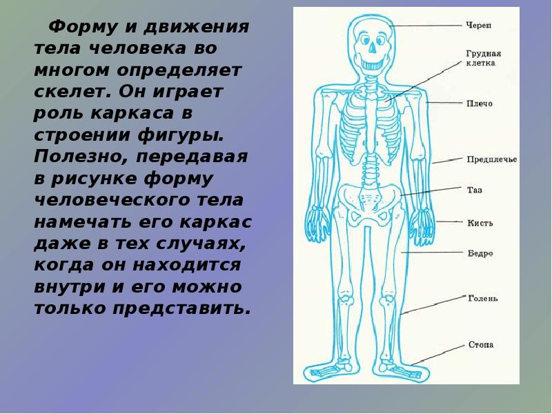 Форму человеческого тела. Телосложение человека и его скелет. Форму и движения тела во многом определяет скелет. Тело человека рисунок окружающий мир. Как по скелету определить пол человека.