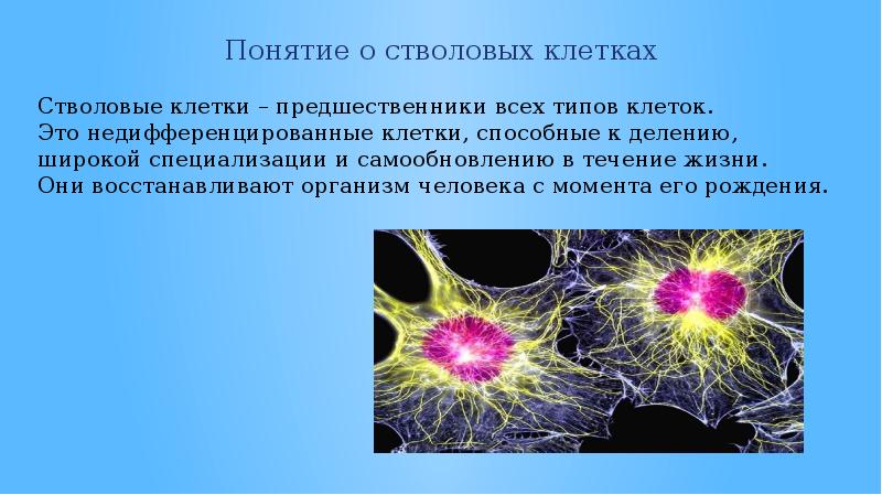 Стволовые клетки презентация 11 класс