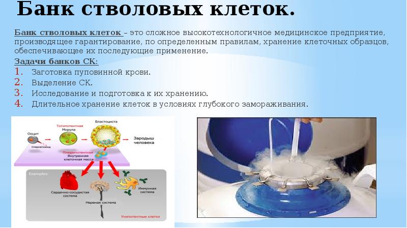 Стволовые клетки и их применение в медицине презентация