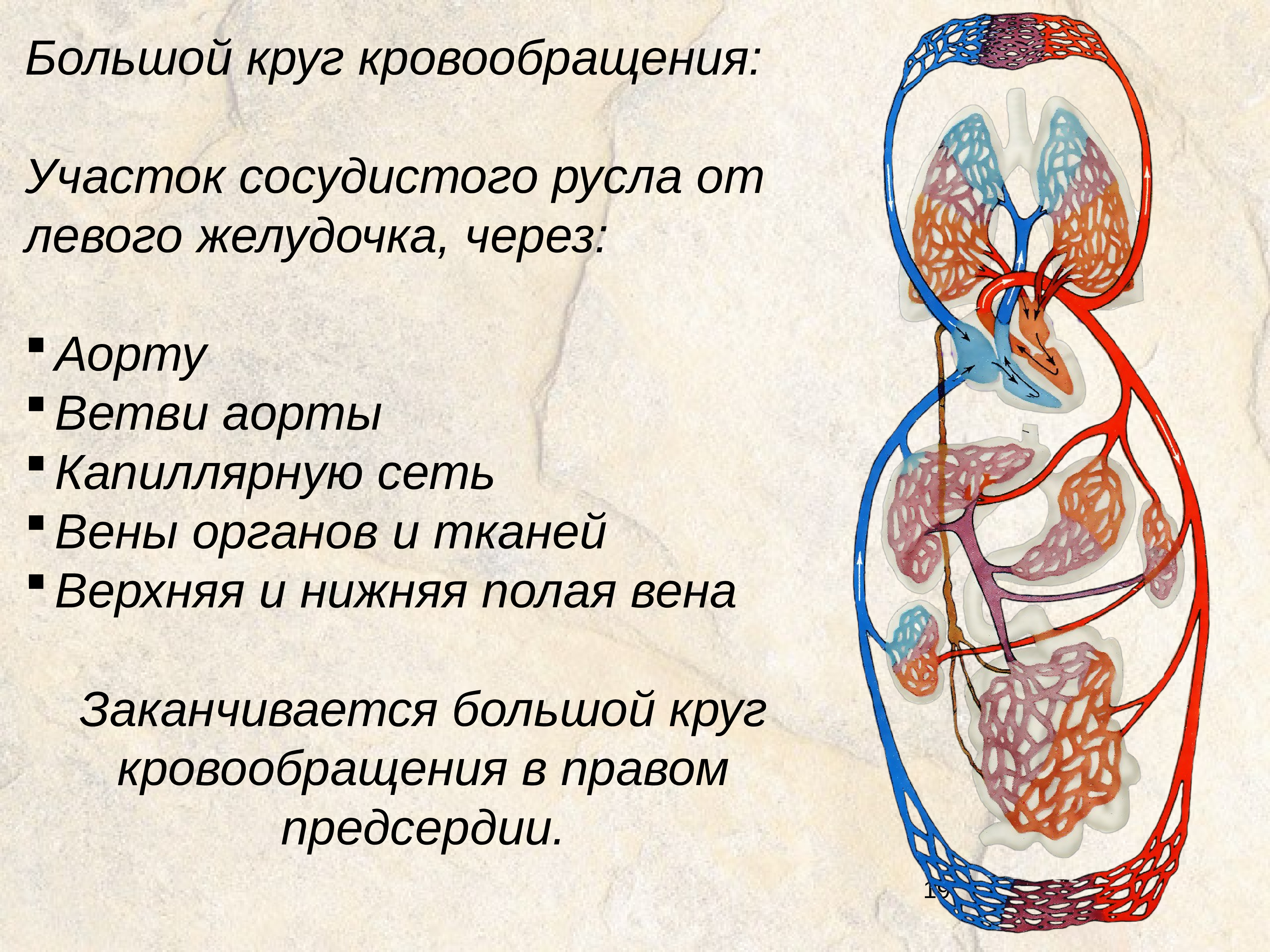 Принципы кровообращения. Малый круг кровообращения анатомия человека. Система большого круга кровообращения. Схема большого круга кровообращения у человека. Круги кровообращения большой круг малый круг.