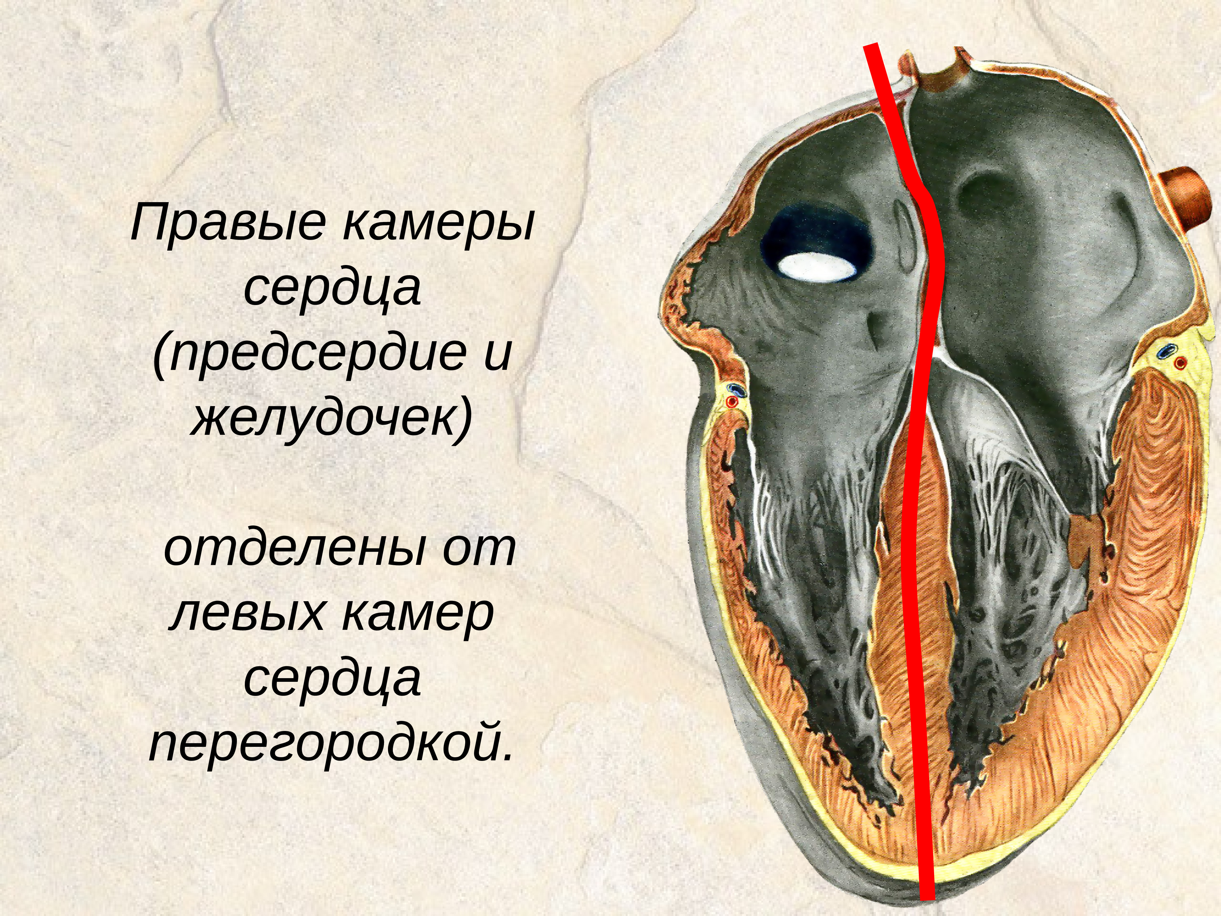 Фото левое предсердие