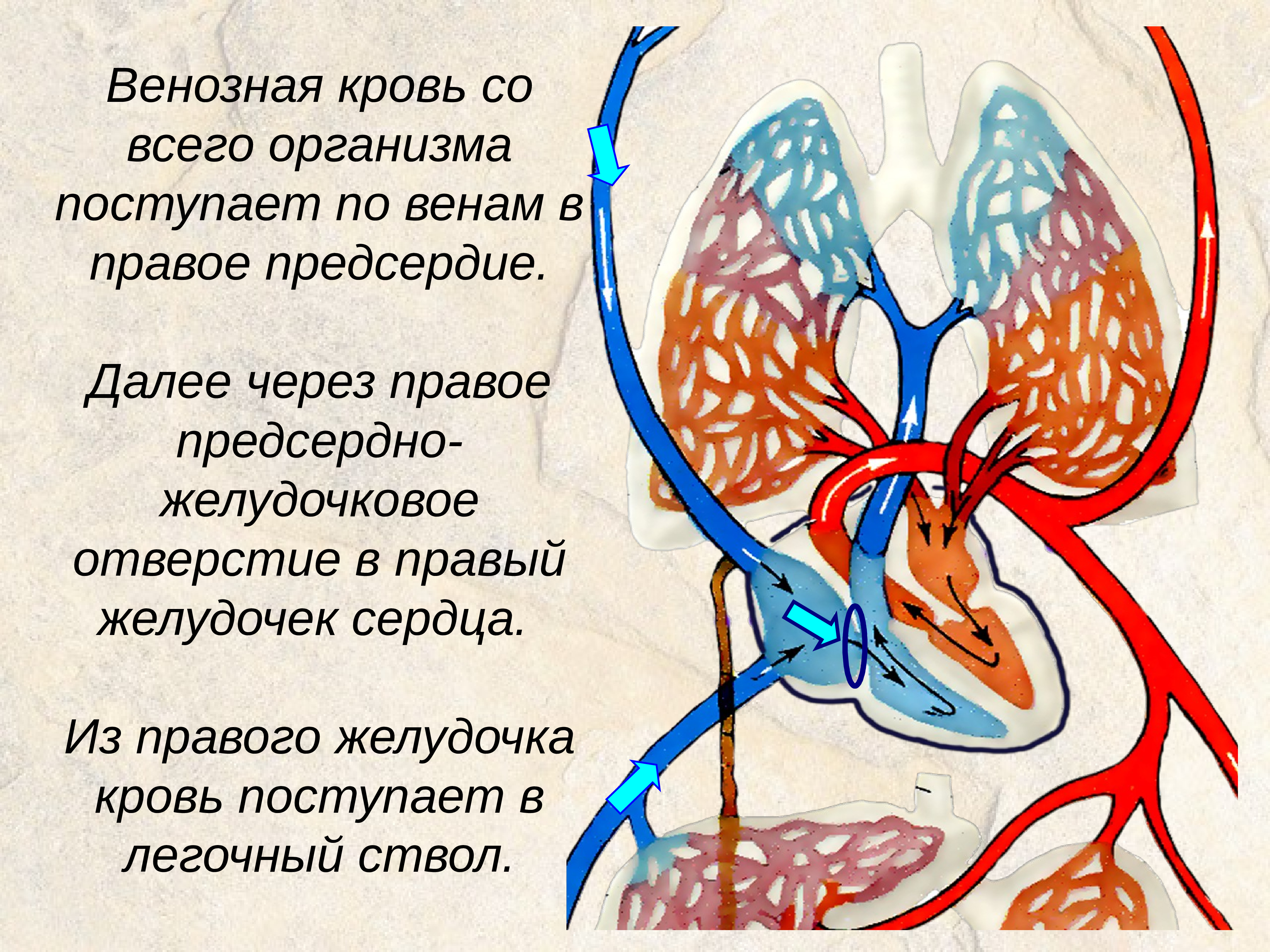 Направление крови в венах