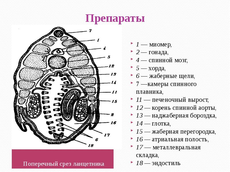 Продольный разрез ланцетника рисунок с подписями