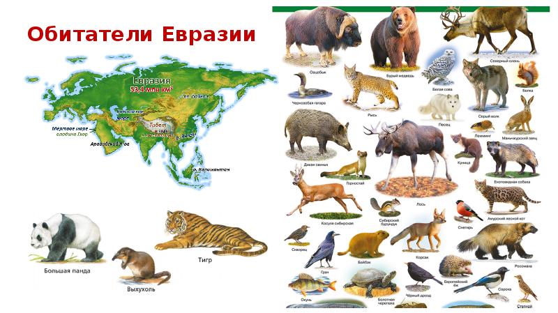 Кто живет в евразии. Животные Евразии. Животные вразии для детей. Животные Евразии для детей. Животные обитающие в Евразии.