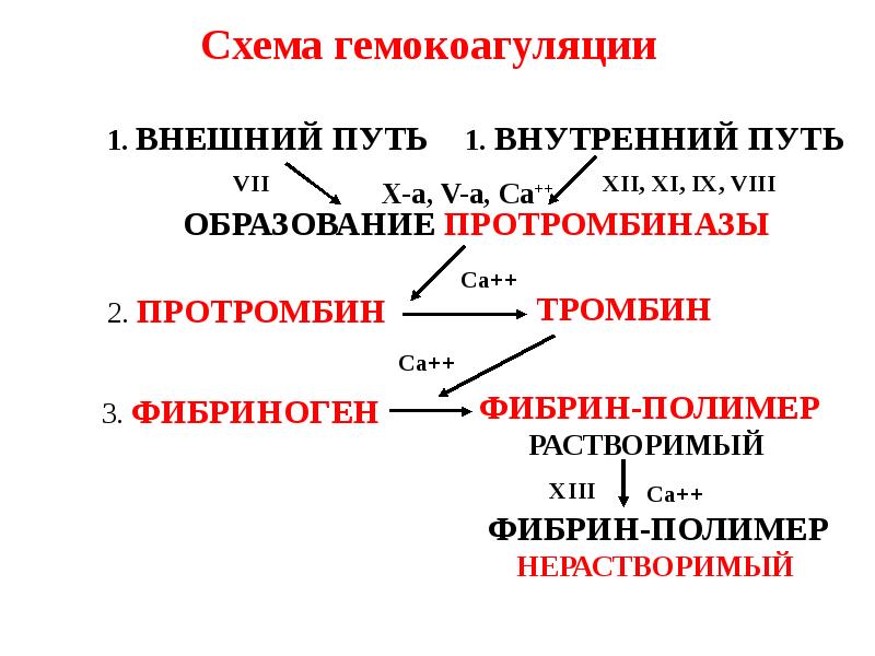 Свертывающая система крови схема