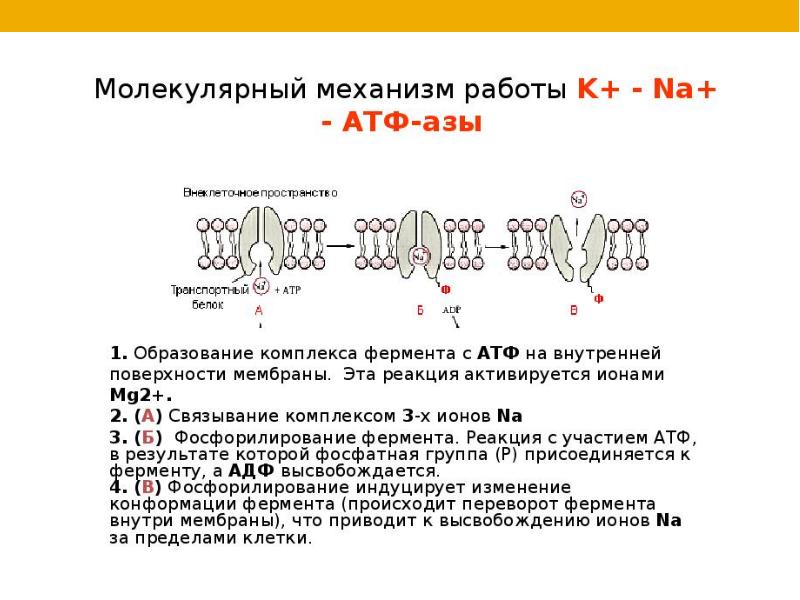 Схема натрий калиевого насоса