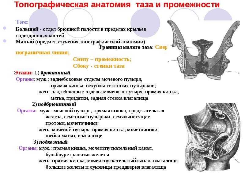 Анатомия таза презентация