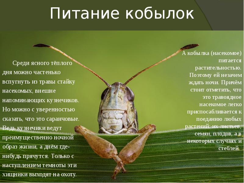 Питание кобылок
Среди ясного тёплого дня можно частенько вспугнуть из травы Питание кобылок
Среди ясного тёплого дня можно частенько вспугнуть из травы