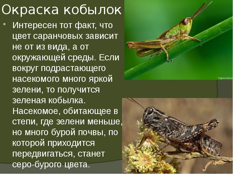 Кобылка рисунок легкий