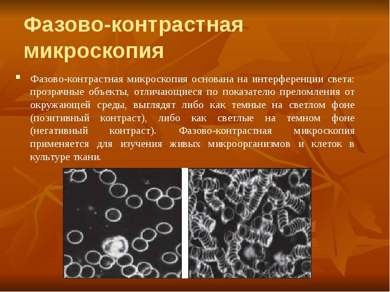 Микроскопия в светлом поле