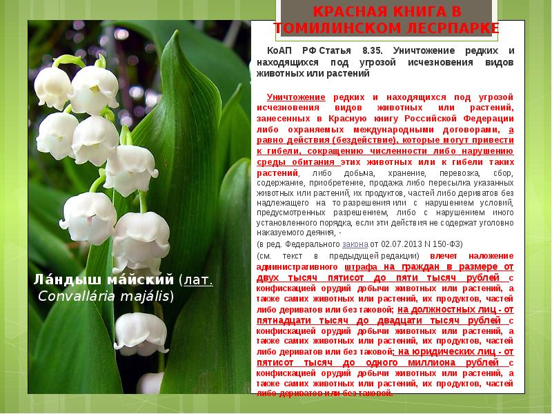 Фото растения красной книги рязанской области фото и описание
