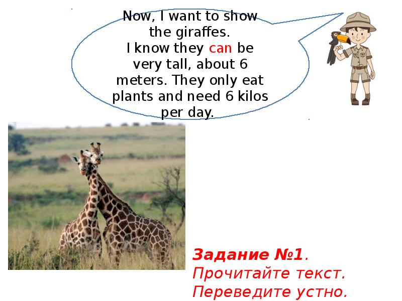 Giraffes are tall than elephants. The Giraffe can be over 6 Metres. It is. The Giraffe is Tallest than the Elephant. What is it like (characters)? Giraffe.