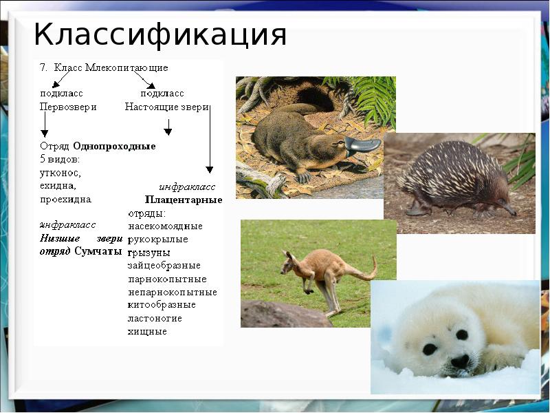 Закончите заполнение схемы класс млекопитающие подкласс настоящие звери