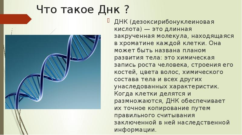 Строение днк и рнк,нуклеиновых кислот. Азотистые основания и их задачи