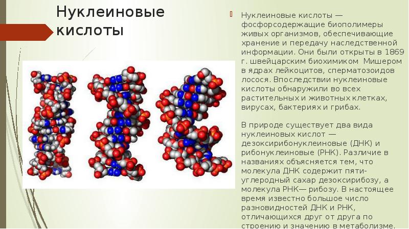 Структуры какого биополимера представлена на рисунке