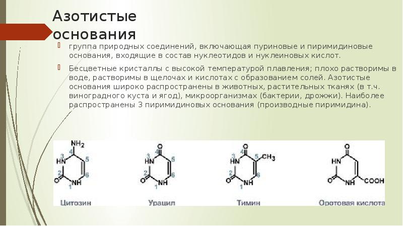 Азотистые основания расставьте подписи к изображениям формул азотистых оснований