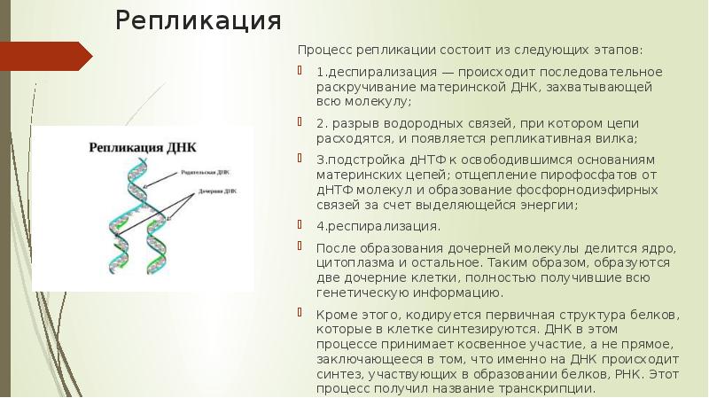 Репликация схема процесса ферменты