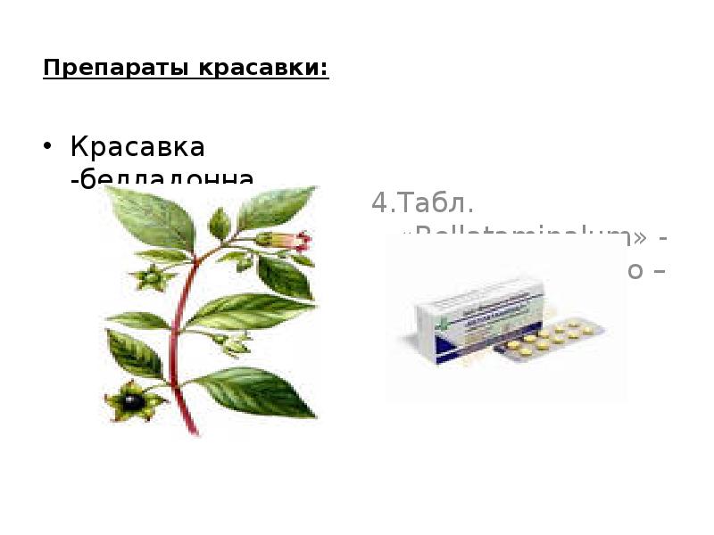 Красавка на латыни