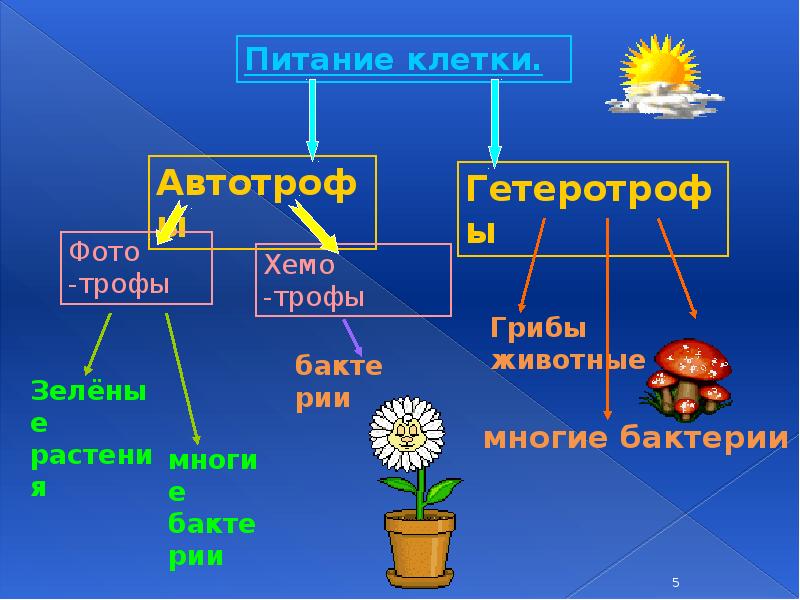 Питание клетки животных