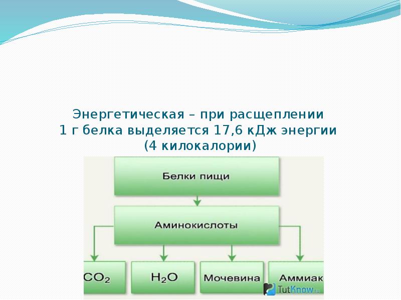 При расщепление белков сколько энергии