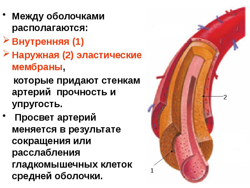 Сосуд стенка которого имеет. Наружная эластическая мембрана артерии. Внутренняя и наружная эластическая мембрана. Кровеносная система полового члена.