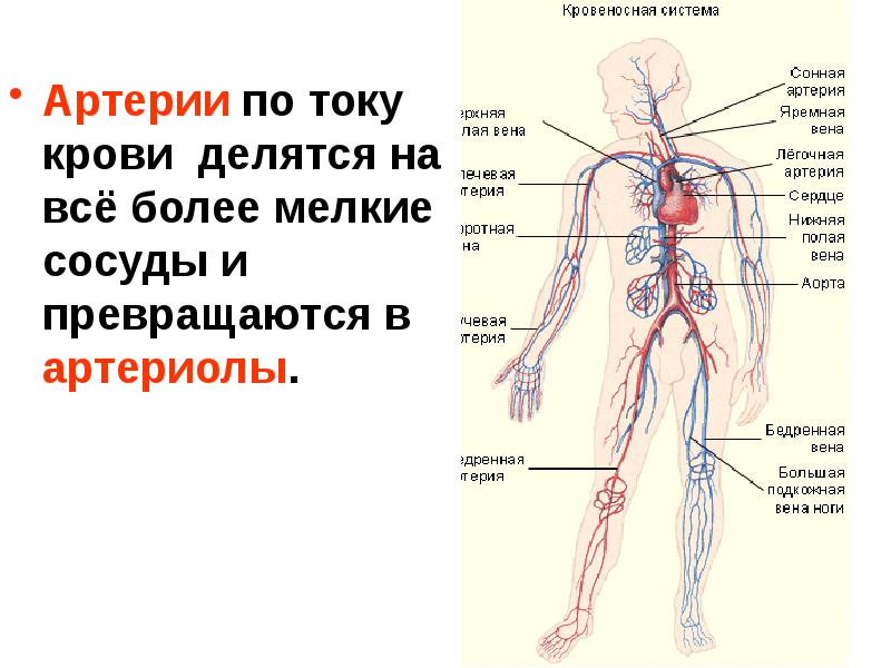 Кровеносная система фото с описанием