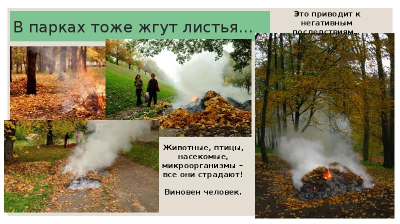 В парках тоже жгут листья… В парках тоже жгут листья…