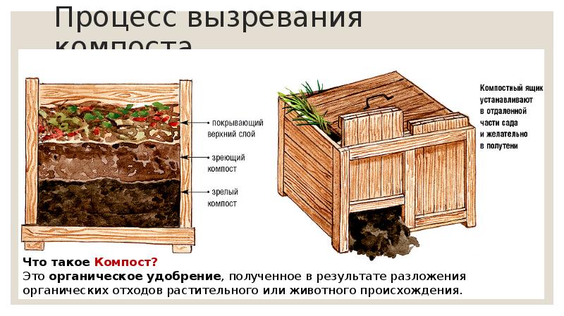 Процесс вызревания компоста Процесс вызревания компоста