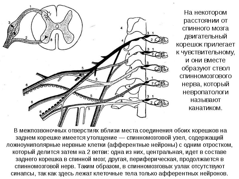 Ветви спинномозгового нерва схема