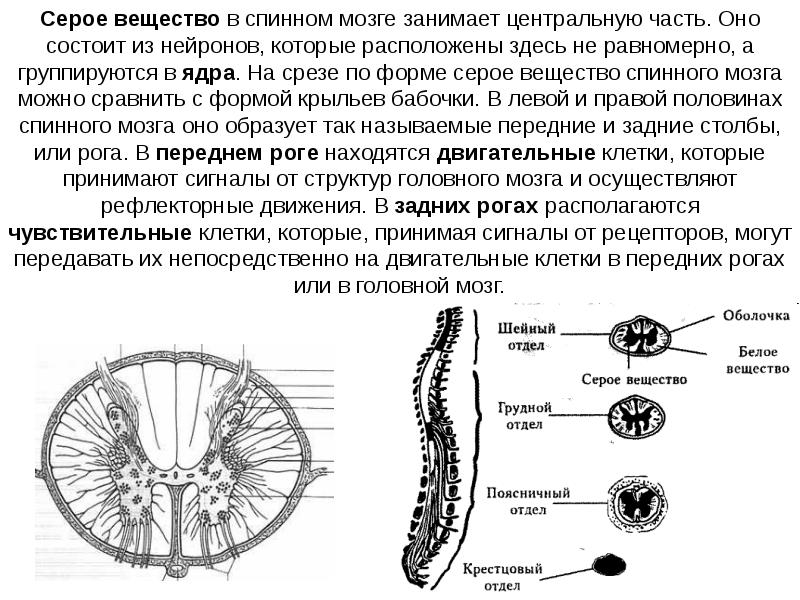 Серое вещество спинного мозга. Серое вещество мозга состоит из тел нейронов. Части нейронов из которых состоит серое вещество. Серое вещество спинного мозга состоит из нейронов. Из чего состоит серое вещество спинного мозга.