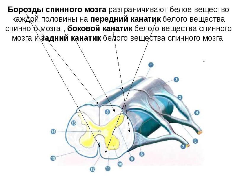 Канатики спинного мозга. Задние канатики белого вещества спинного мозга. Передние канатики белого вещества спинного мозга. Трабекулы в спинном мозге. Передние боковые и задние канатики белого вещества.