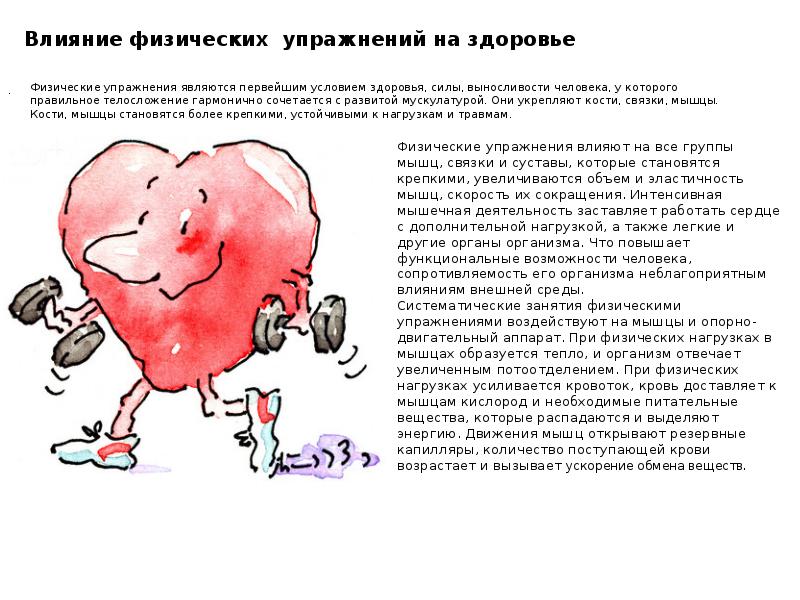 Влияние физической нагрузки на организм человека проект