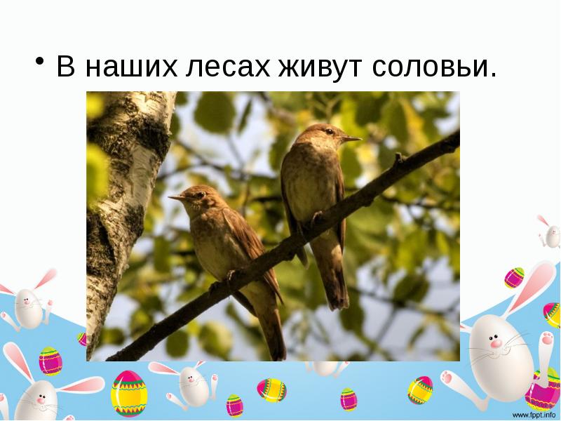 Соловей составить предложение. Соловьи живут в лесу. лес где обитают соловьи. жил был соловей. наших в соловьи живут составить предложение.