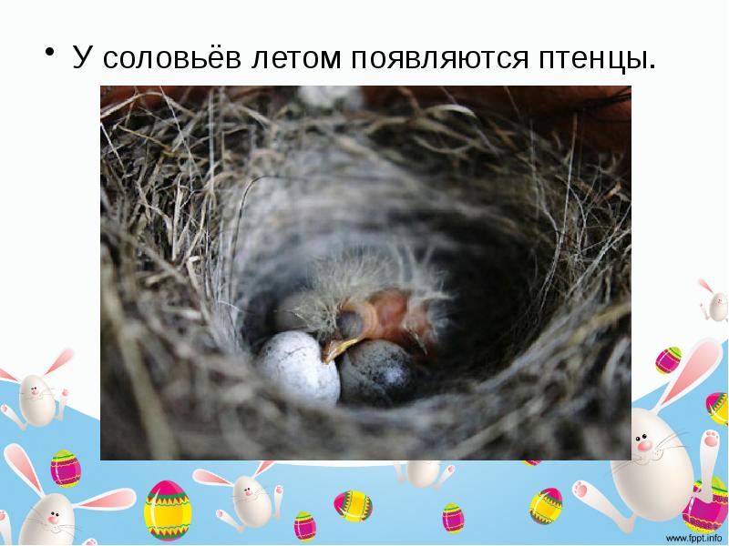 клёст птица птенцы появляются. птенец воробья слеток. яйца дрозда рябинника. когда появляются птенцы. птенцы появились из яйца.