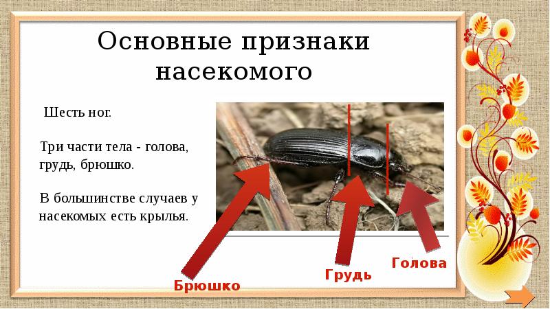 Главные признаки насекомых 2 класс. Признаки насекомых. Главные признаки насекомых. Отличительные признаки насекомых. Существенные признаки насекомых.