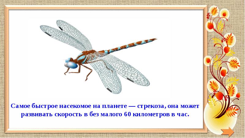 Стрекоза 2 класс. Стрекоза презентация. Стрекоза окружающий мир. Стихотворение про стрекозу для детей. Информация о стрекозе для 3 класса.