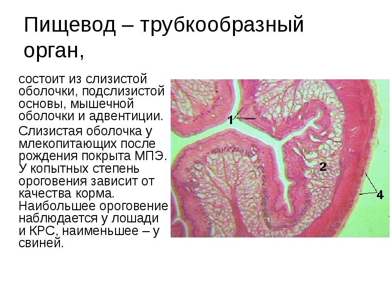 Стенка пищевода образована двумя слоями слизистой и мышечной оболочками