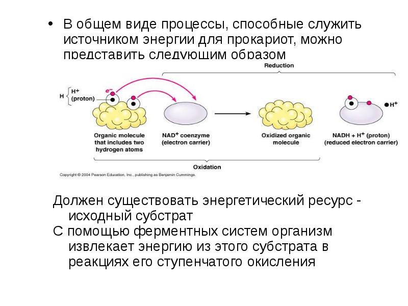 Презентация на тему физиология бактерий