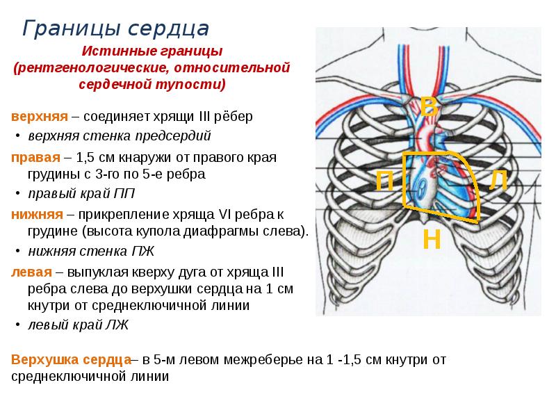 Границы сердца рисунок