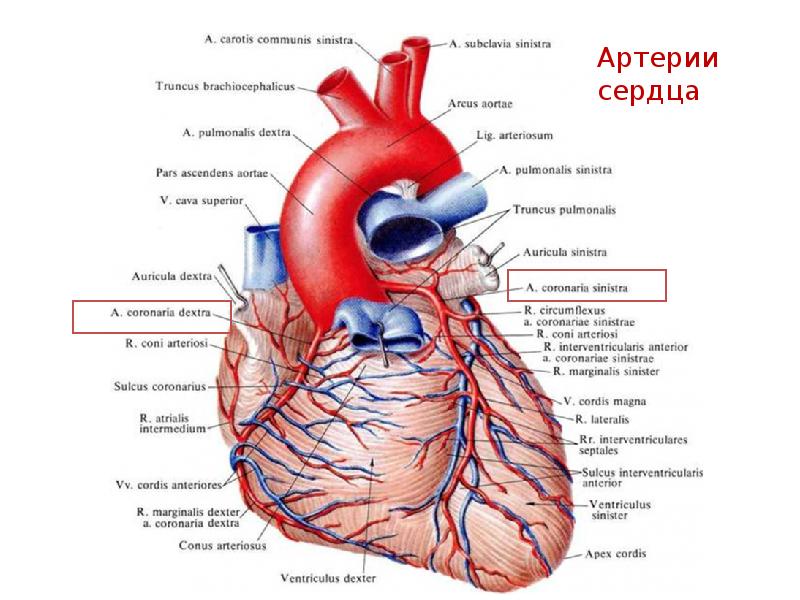 Границы сердца схема