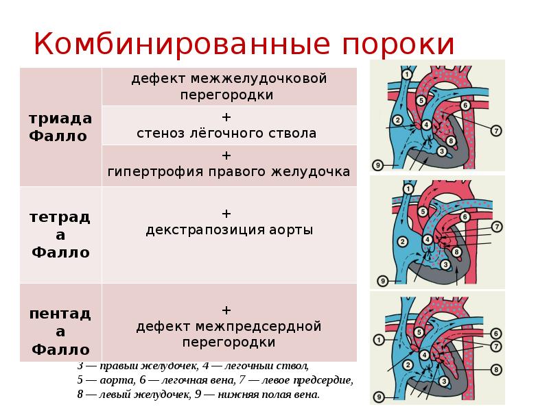 Шаблон презентации анатомия