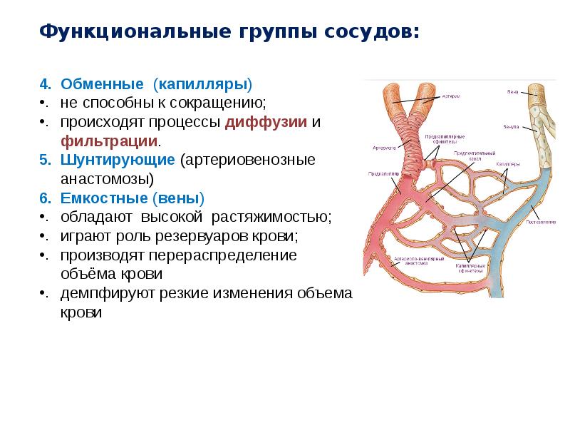 Венозные анастомозы презентация