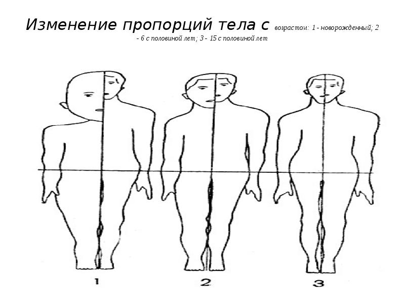 Изменение соотношения. Возрастные изменения пропорций тела. Изменение пропорций тела с возрастом. Как меняются пропорции тела с возрастом. Возрастная динамика пропорций тела.