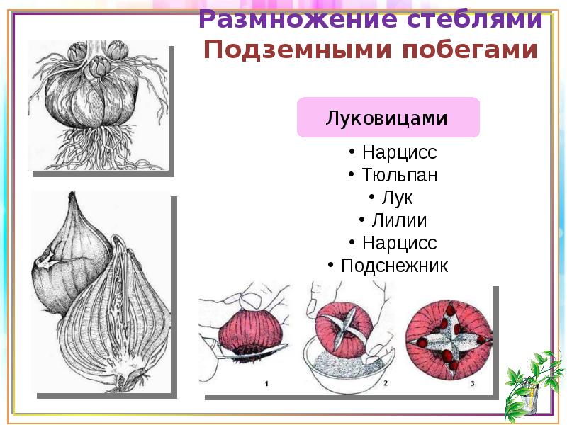 Органы подземных побегов. Размножение луковицами. Луковица подземный побег. Вегетативное размножение луковицами. Вегетативное размножение подземными побегами.