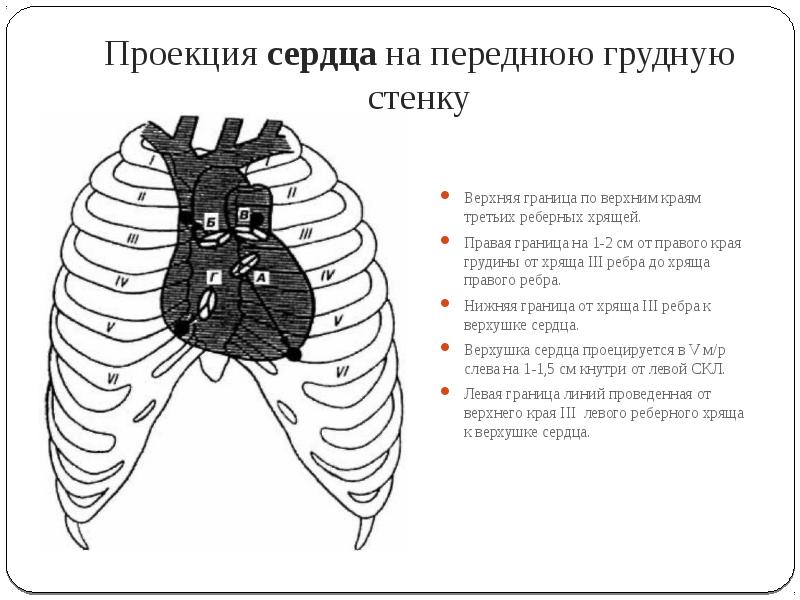 Проекция границ и клапанов сердца на грудную клетку схема