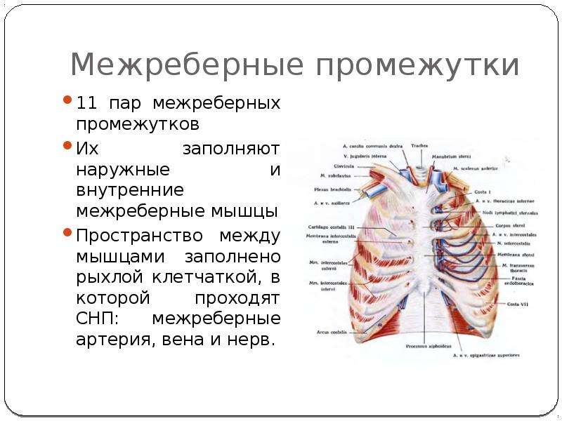 В каком слое грудной стенки расположен межреберный сосудисто нервный пучок