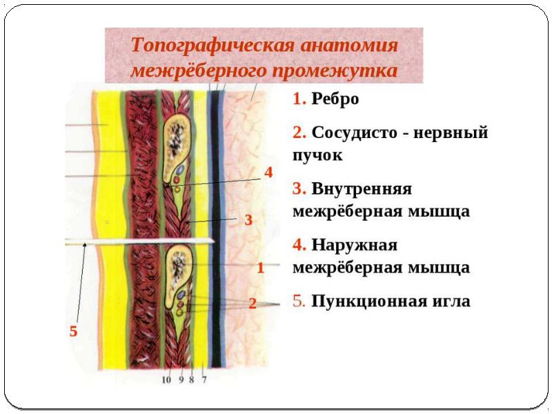 Строение грудной стенки послойно